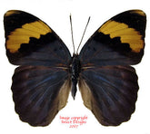 Euphaedra neophron (Tanzania) - female A2